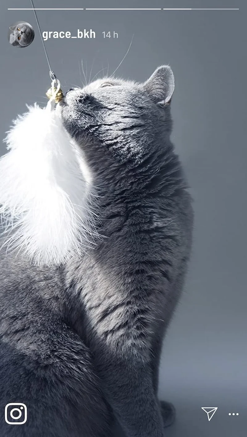 Ersatzanhänger (Feder + Feder) für Katzenangel