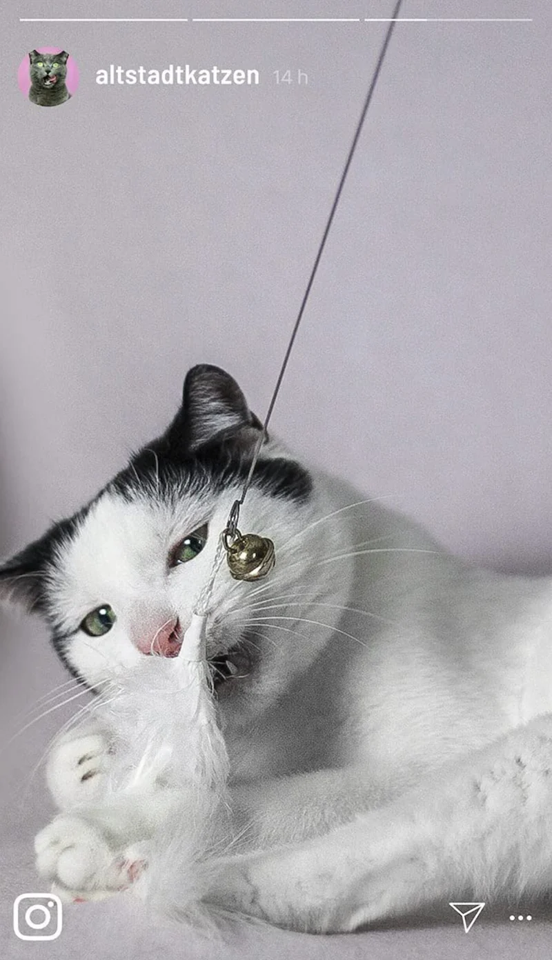 Ersatzanhänger (Feder + Bänder) für Katzenangel