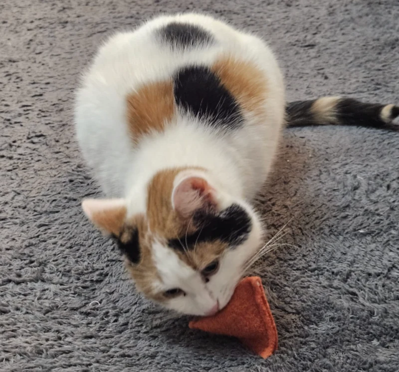 2 Katzenkissen (Halloween-Edition)