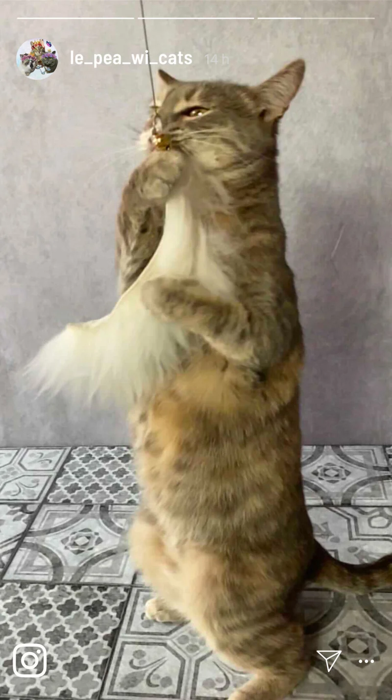 Katzenangel-Set mit 4 Anhängern