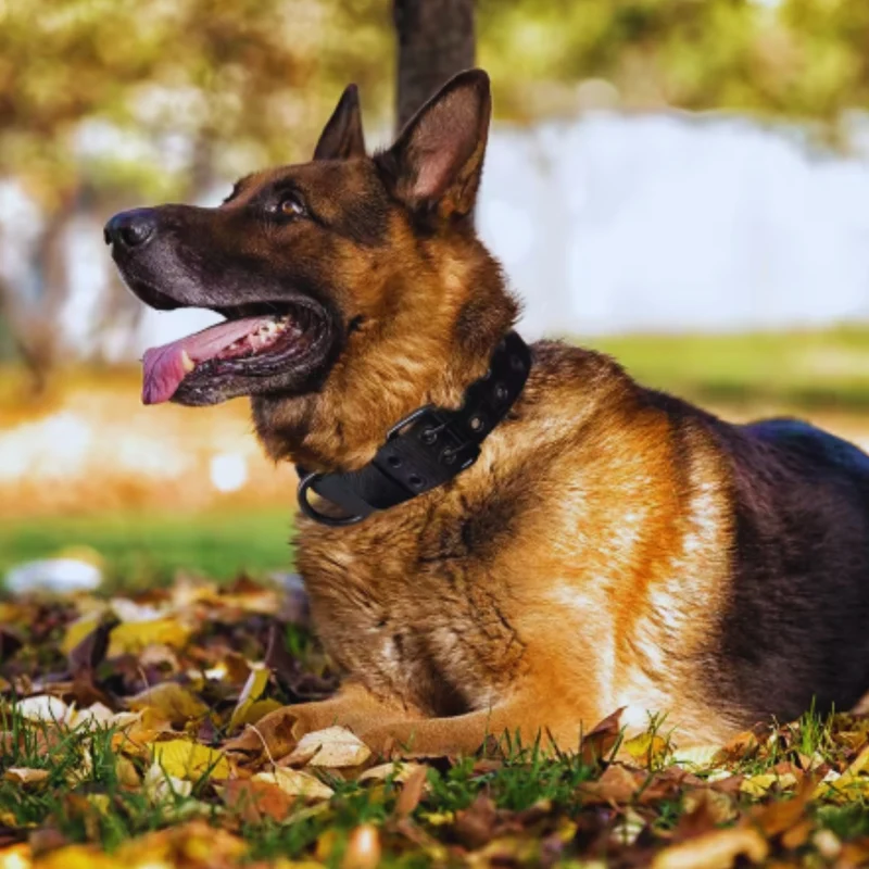 Verstellbares Hundehalsband aus Nylon mit Metallverschluss für Große