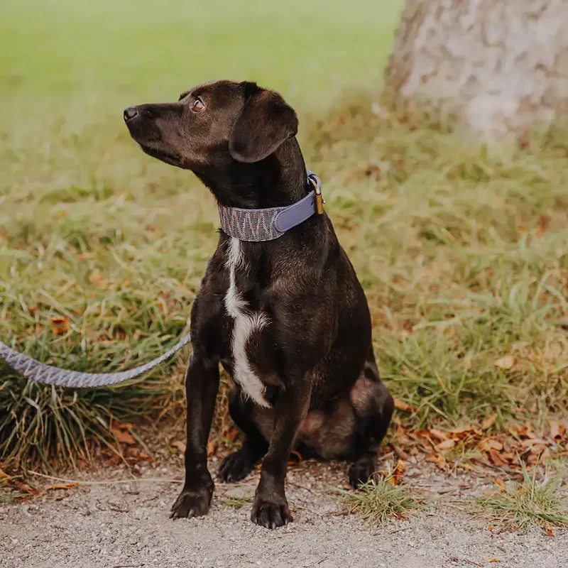 Hundehalsband gepolstert | Blau-Grau