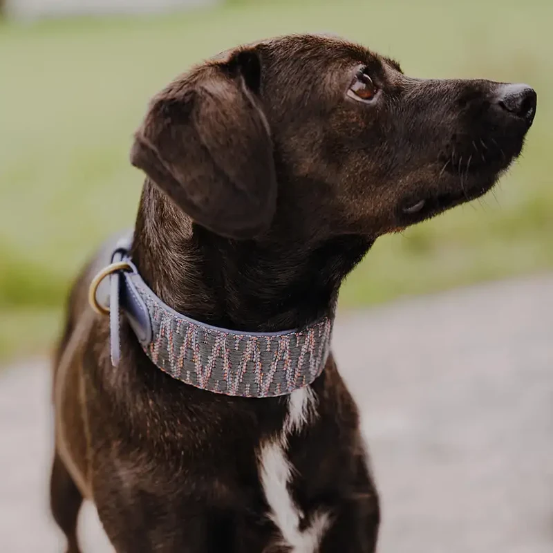 Hundehalsband gepolstert | Blau-Grau