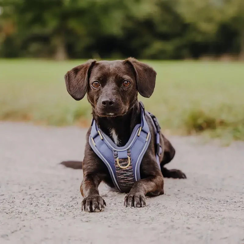 Hundegeschirr | Blau-Grau
