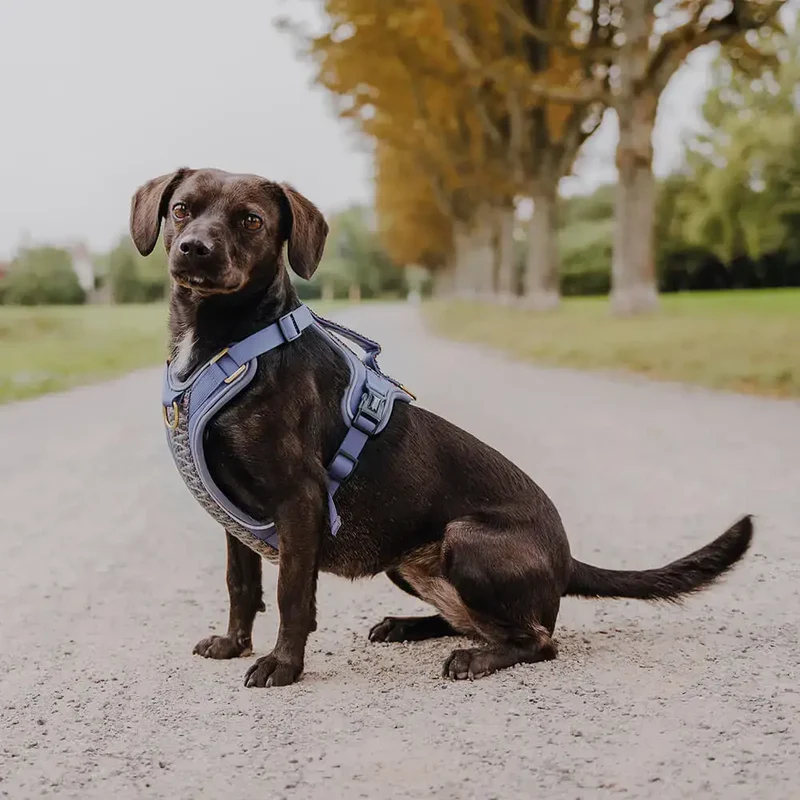 Hundegeschirr | Blau-Grau