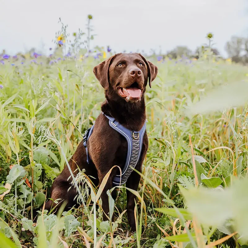 Hundegeschirr | Blau-Grau