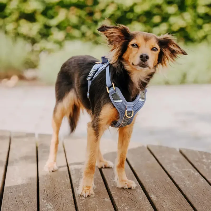 Hundegeschirr | Blau-Grau