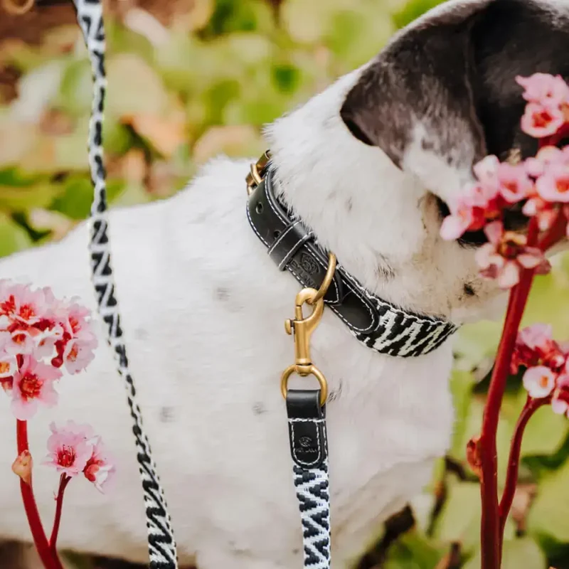 Hundehalsband gepolstert | Schwarz-Weiss