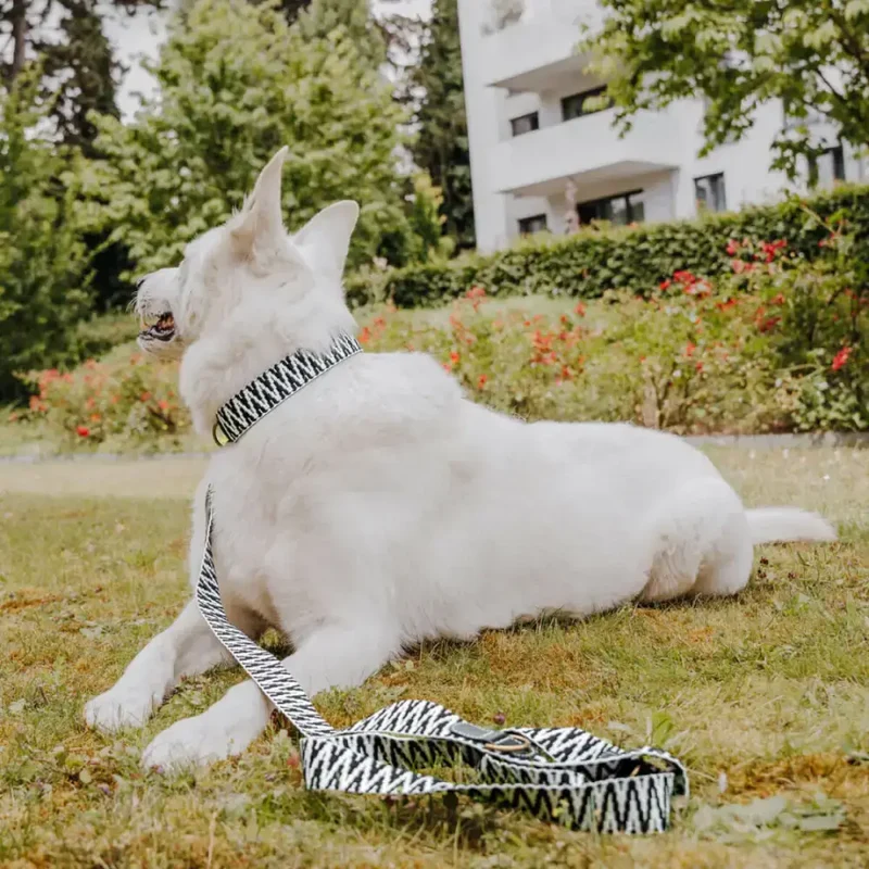 Hundehalsband gepolstert | Schwarz-Weiss