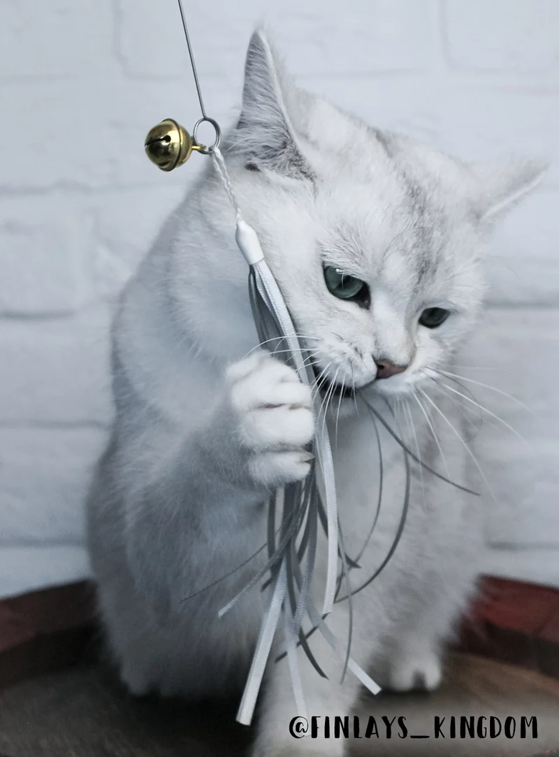 Katzenangel mit Bändern