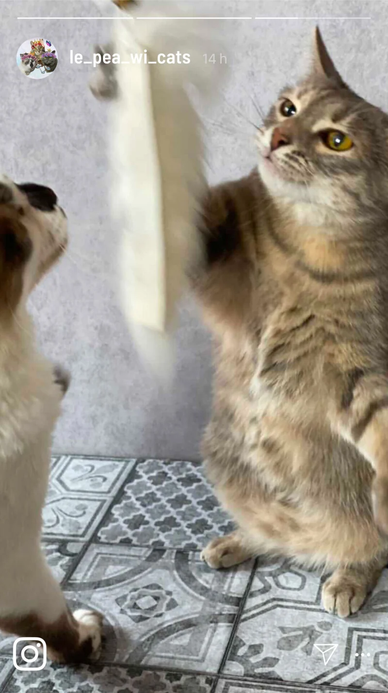 Katzenangel mit Schaffell