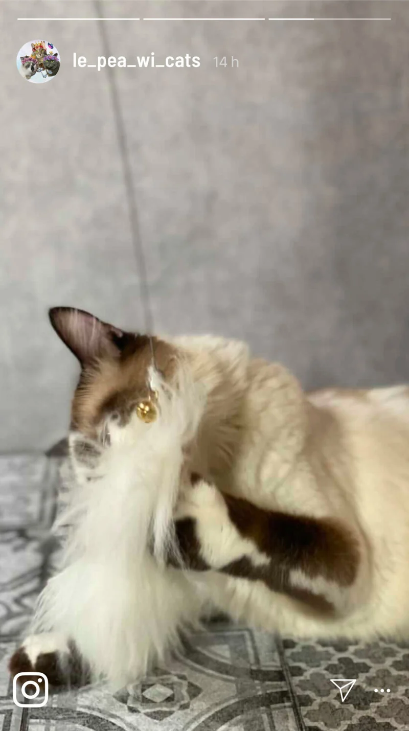Katzenangel mit Schaffell