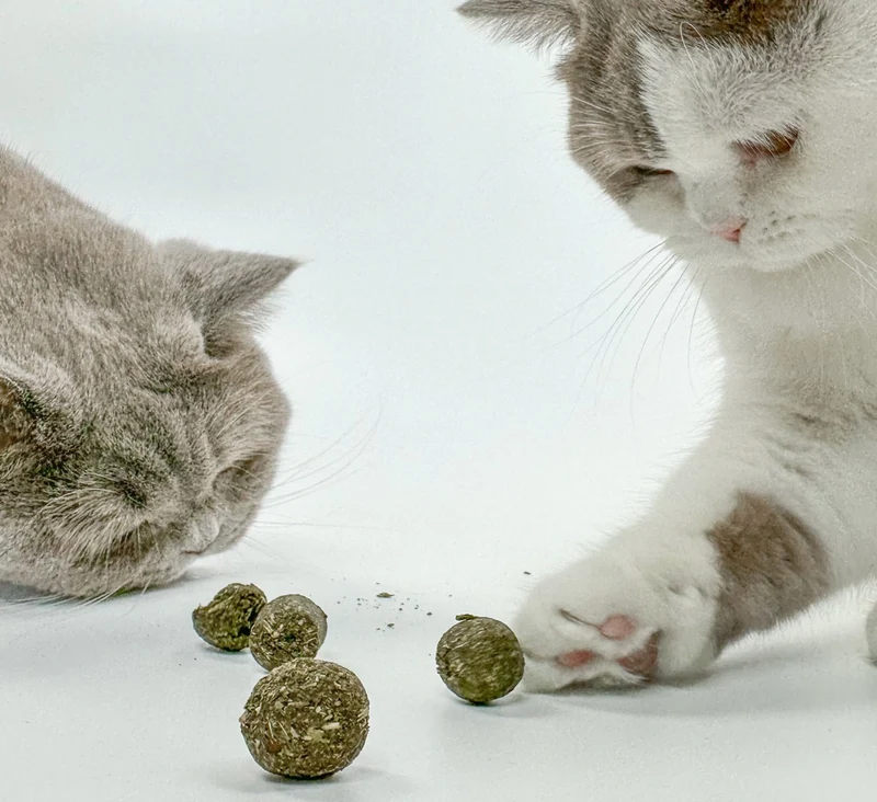Katzenminze Party Paket