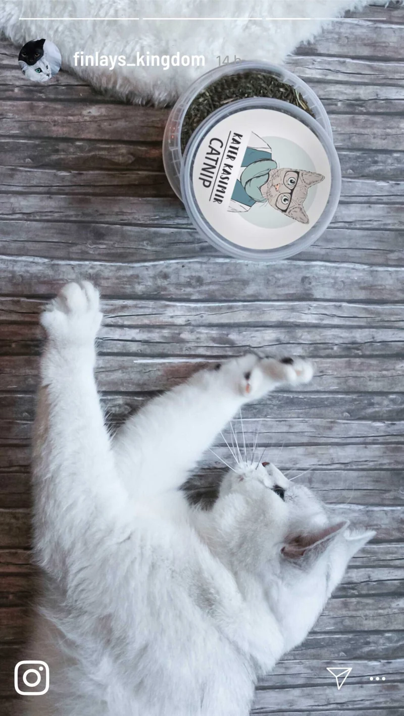 Katzenminze (Catnip) - 60g
