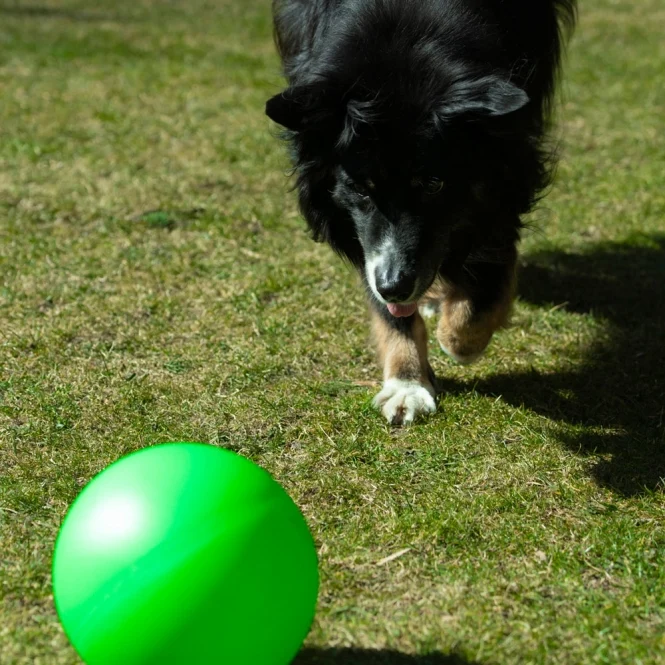 PROCYON Treibball Größe S