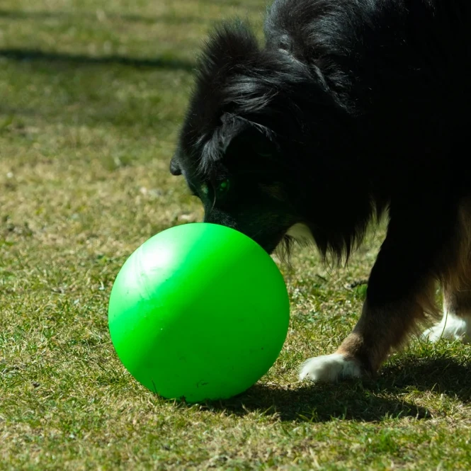 PROCYON Treibball Größe S