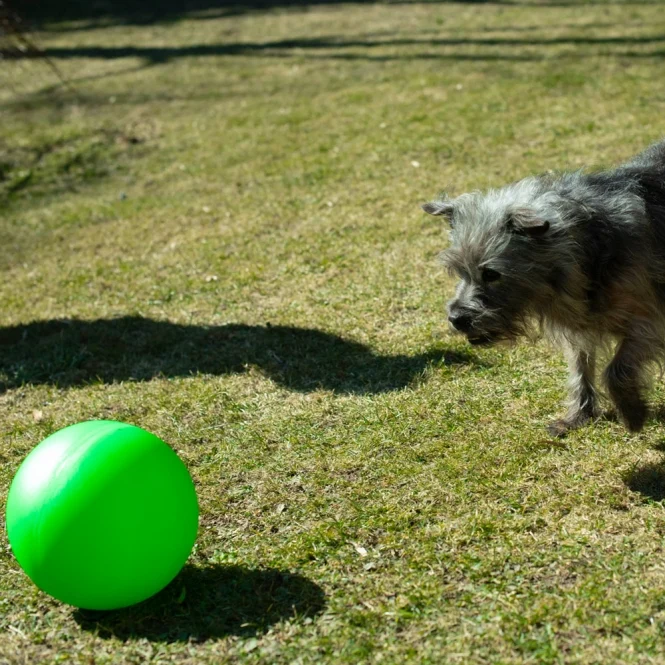 PROCYON Treibball Größe S
