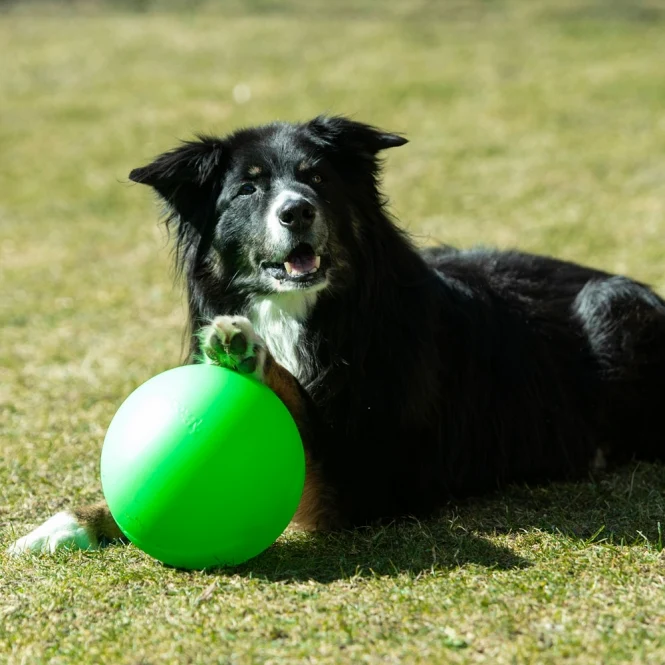 PROCYON Treibball Größe S