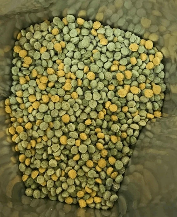 Softball Plus 250 Gramm (Insekten) 29 % Protein (Alternative für gefrorene Insekten)