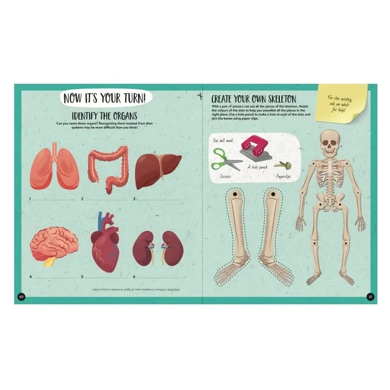 Sassi - What, How, Why The Human Body