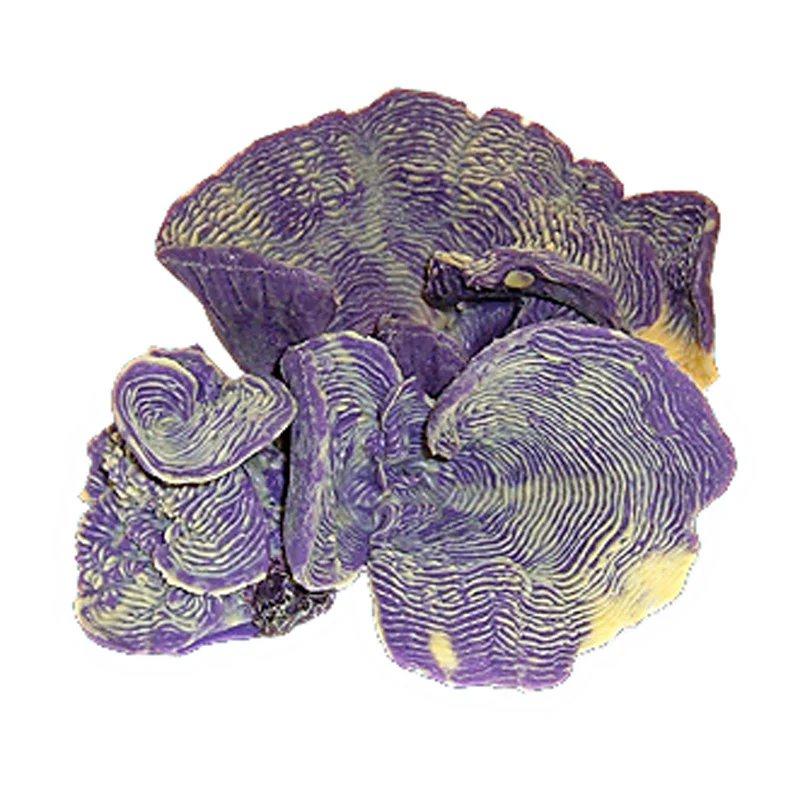 Nature's Image Ni-56A Pachyseris Speciosa Violet 10x9x5 Inch. Rugosa Replica Coral
