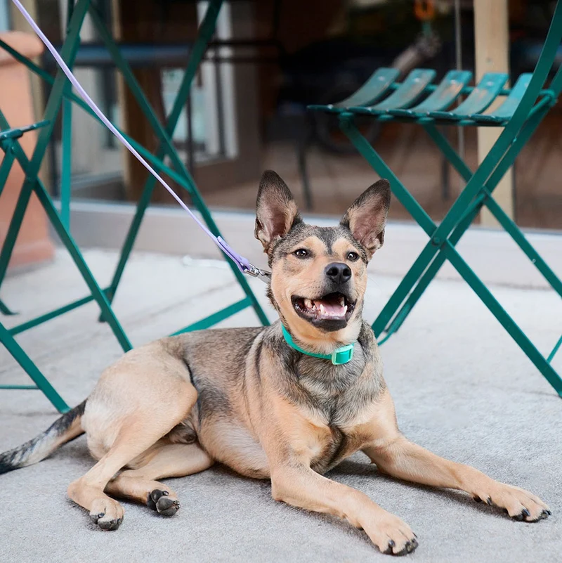 Hundehalsband Liberty Green
