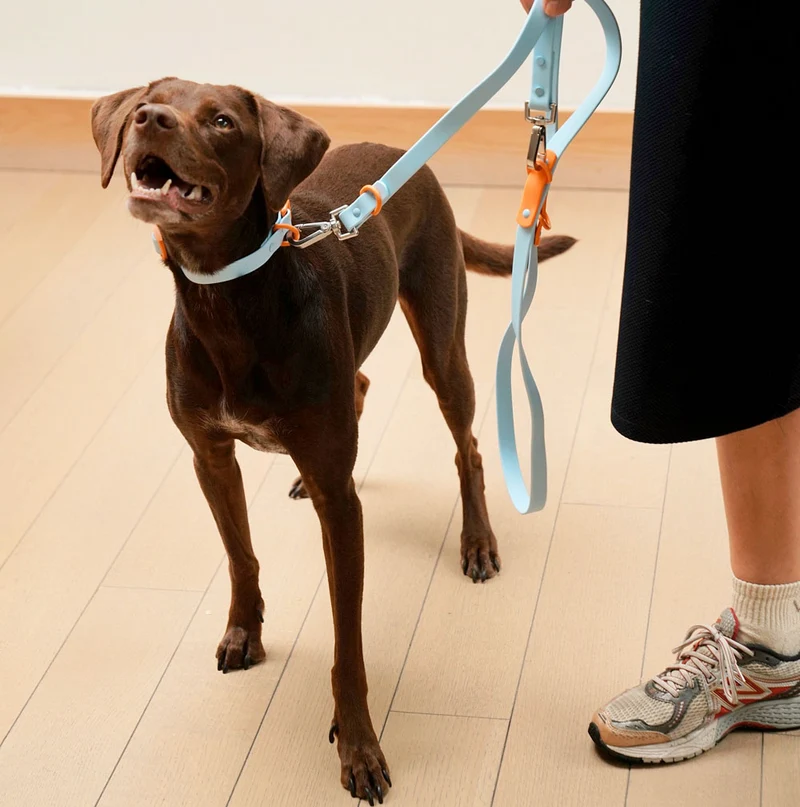 Hundehalsband Baby Blue Orange