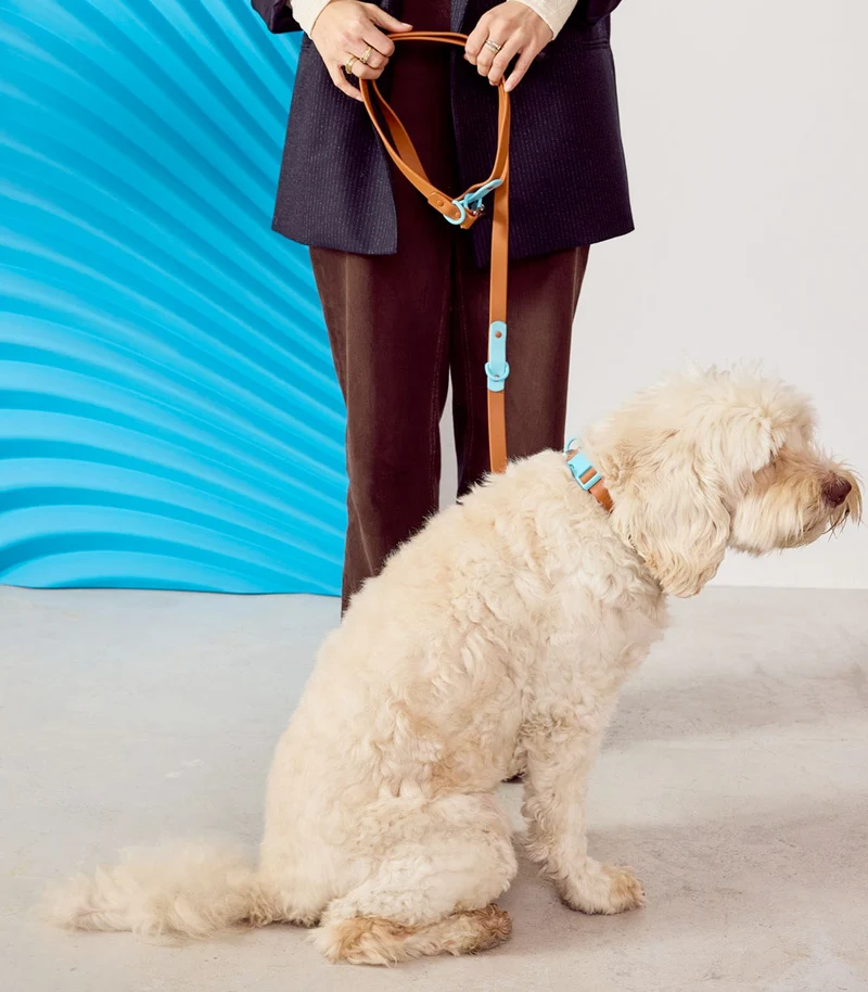 Hundehalsband Choco Blue