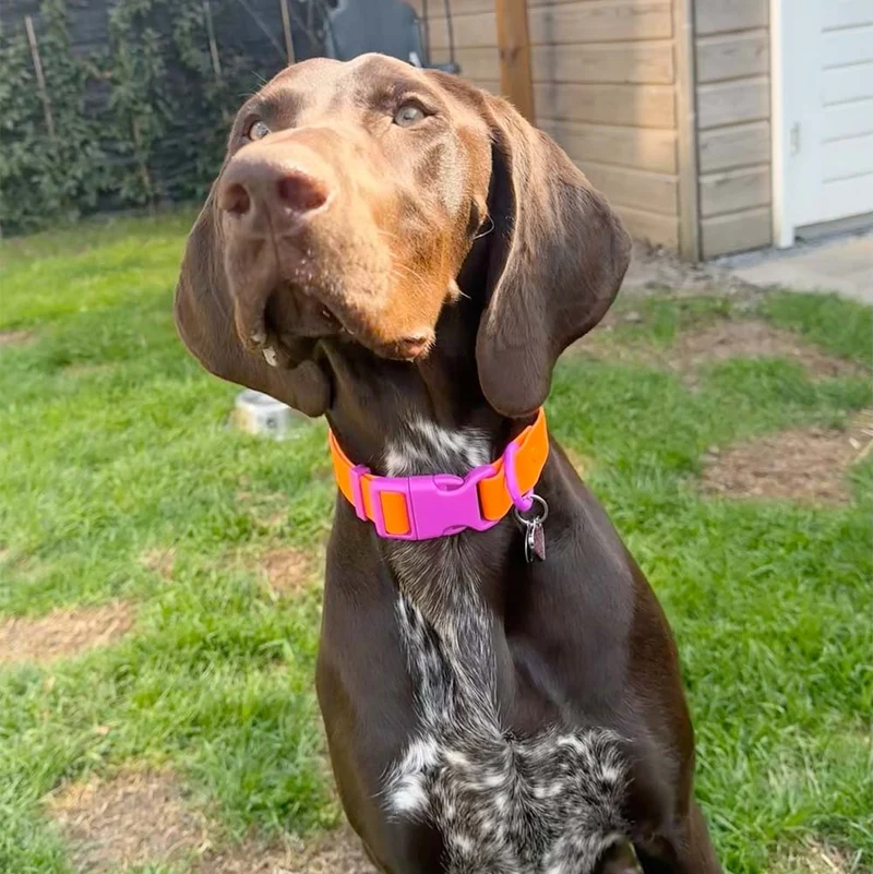 Hundehalsband Sunset Violet
