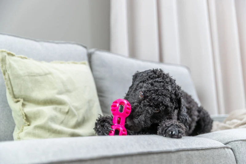 Hundespielzeug Soft & Strong Hantel aus TPR