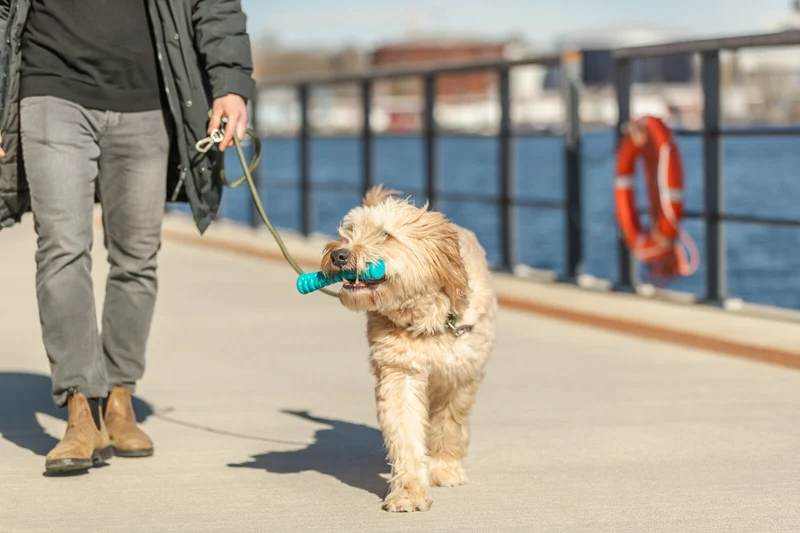 Hundespielzeug Super Strong Stick aus TPR, besonders robust
