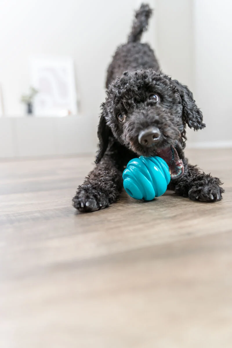Hundespielzeug Super Strong Ball aus TPR, besonders robust