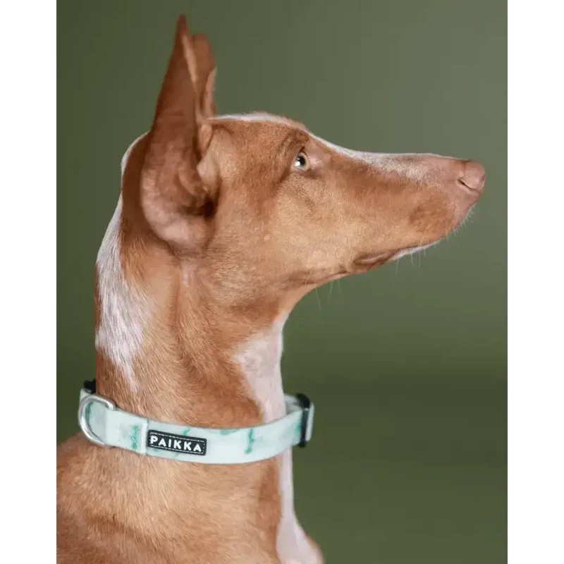 Hundehalsband | Glow Collar Marble Green