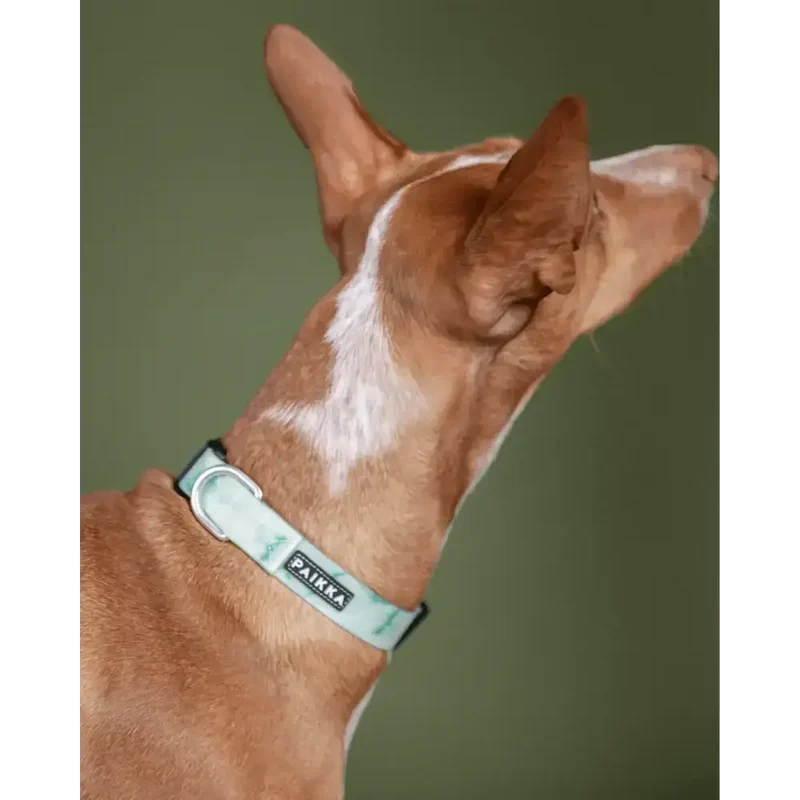 Hundehalsband | Glow Collar Marble Green