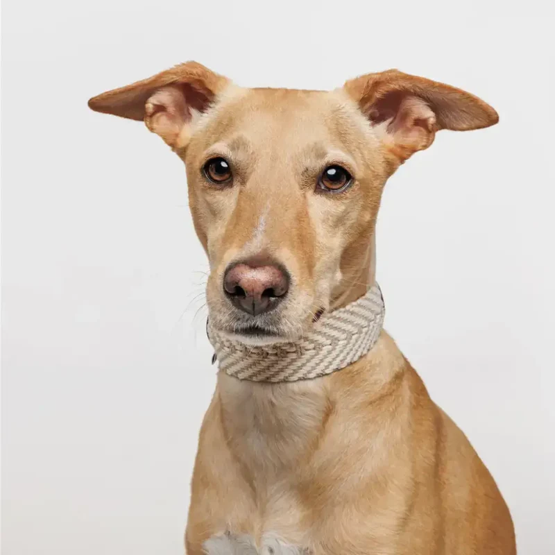 Hundehalsband | Portixol Sand