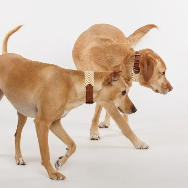Hundehalsband | Portixol Sand