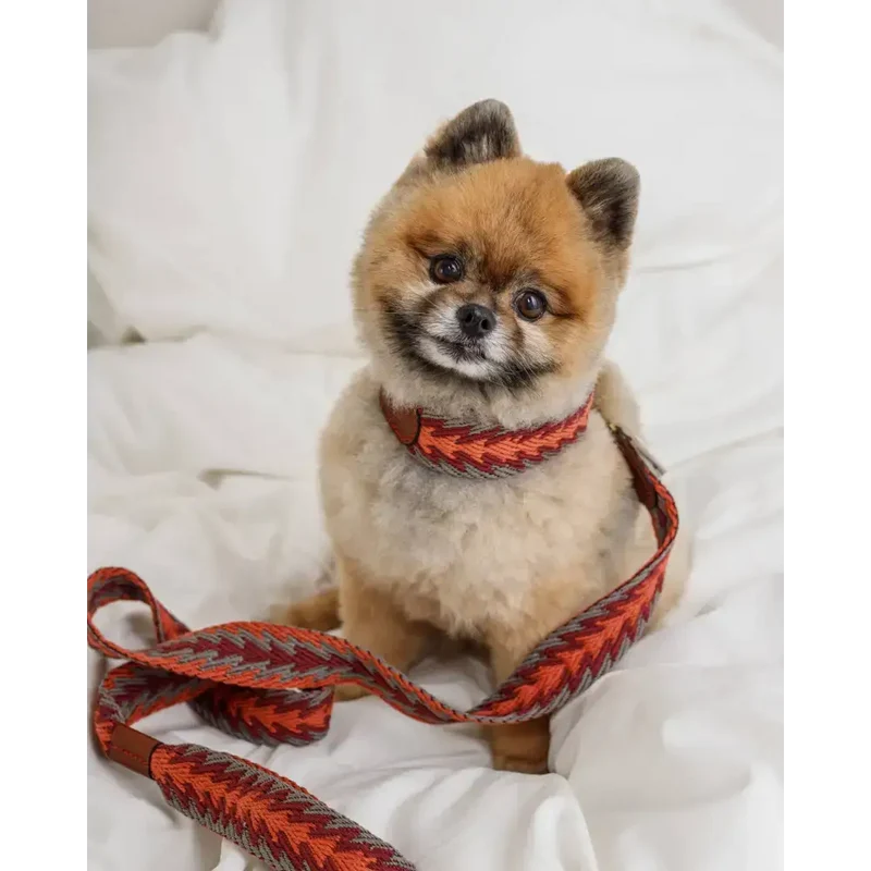 Hundehalsband | Peruvian Arrow Orange