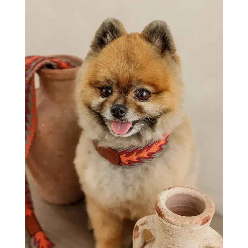 Hundehalsband | Peruvian Arrow Orange