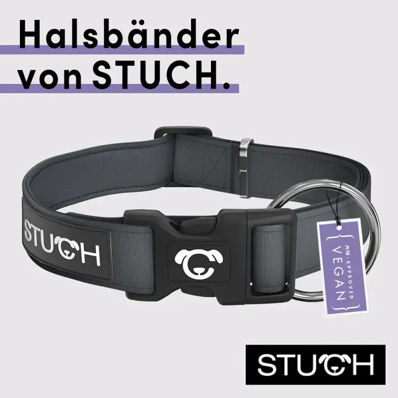 Hundehalsband | Grau