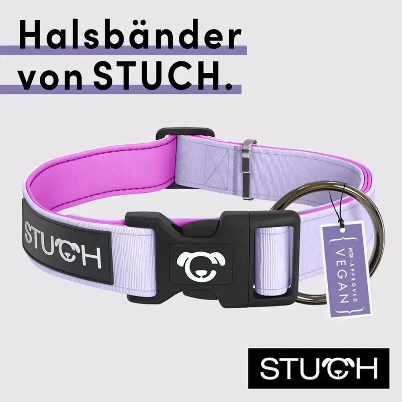 Hundehalsband | Flieder