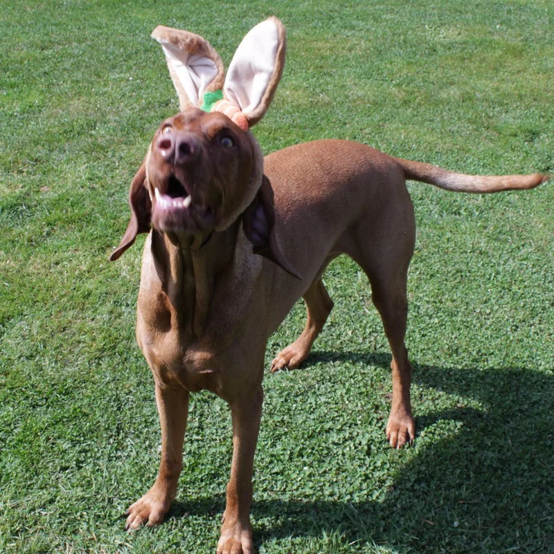 Nobby Ostern Hasenohren für Hunde - Ø 15 cm - Kopfreif mit Ohren - Kopfschmuck
