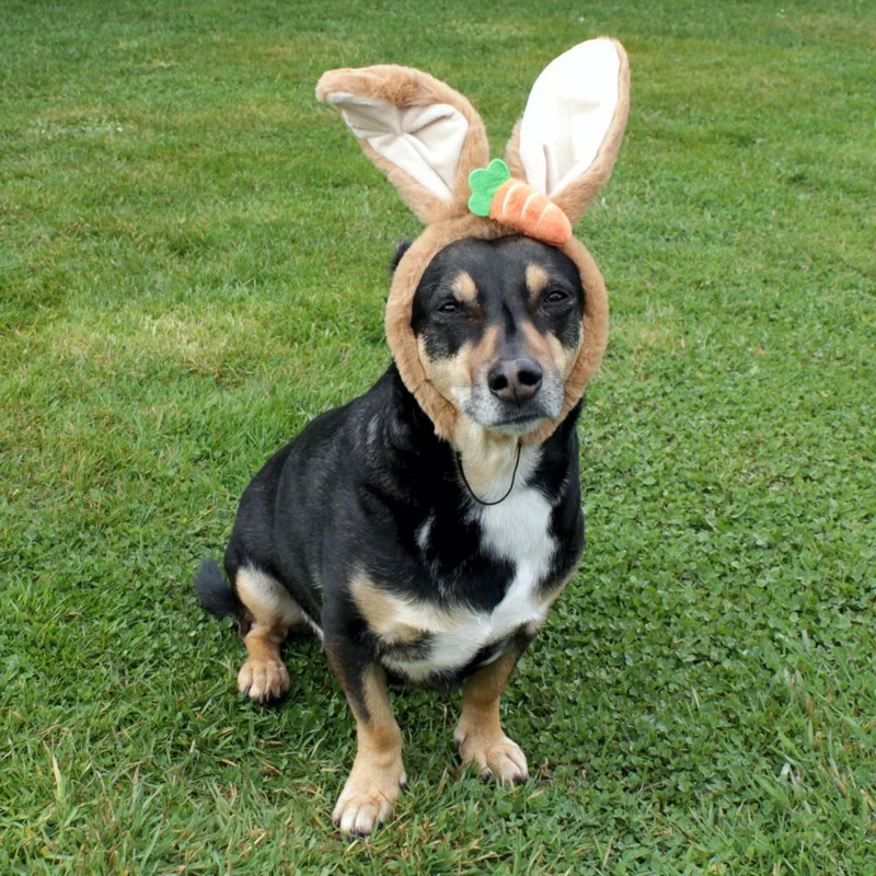Nobby Ostern Hasenohren für Hunde - Ø 15 cm - Kopfreif mit Ohren - Kopfschmuck