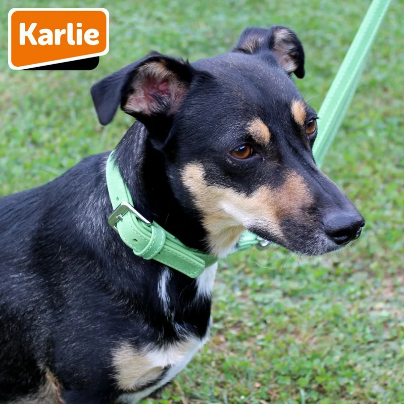 Karlie Leder-Halsband BUFFALO - Länge 40-60 cm - Kalbsleder Hundehalsband