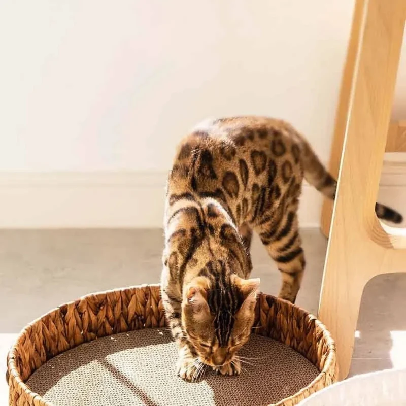 Weidenkorb Katzenbett – Natürliche Schlafmatte für Katzen und Kleine Hunde