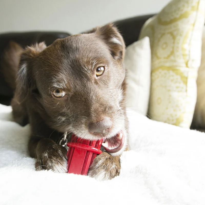 Hundespielzeug KONG® Dental Stick™