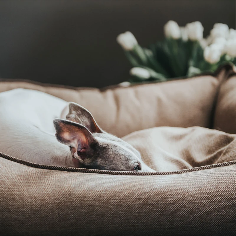 Hundesofa Livingston