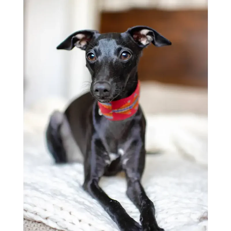 Hundehalsband | Etna Red