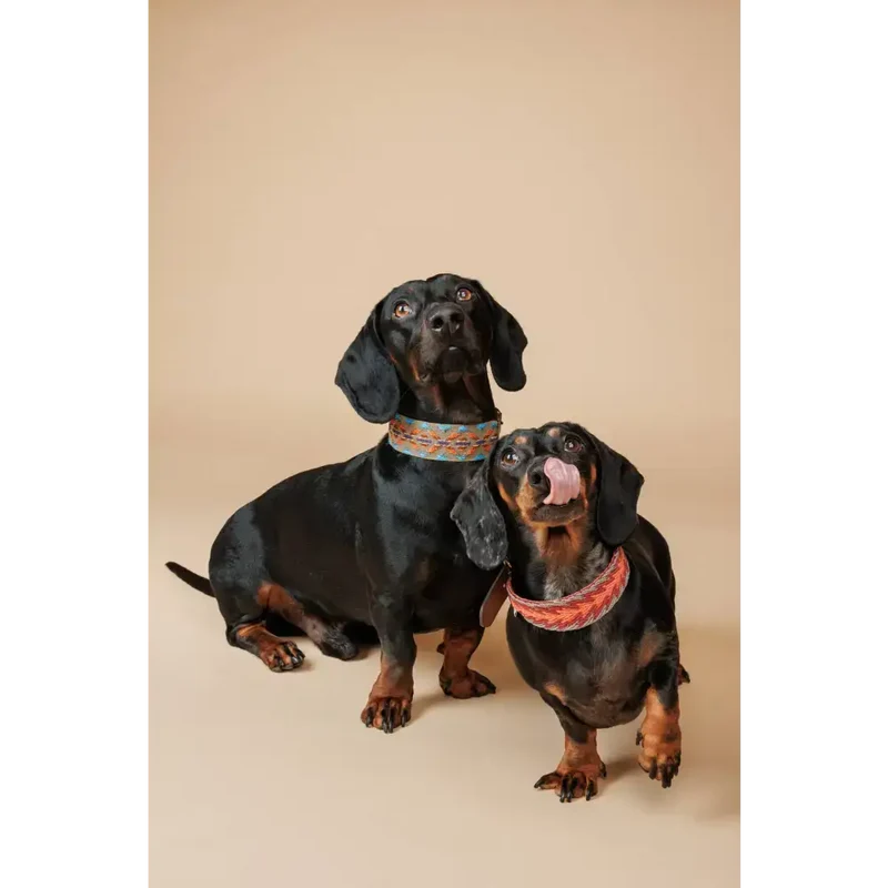 Hundehalsband | Etna Green