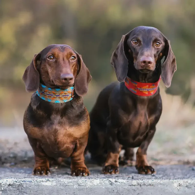 Hundehalsband | Etna Green