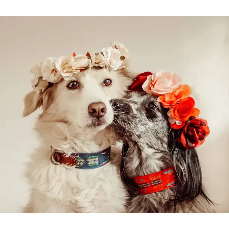 Hundehalsband | Etna Blue